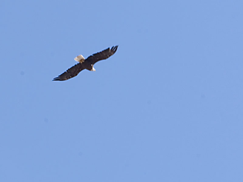 Bald Eagle Flyover